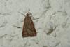 Synaphe punctalis